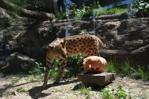 KB74XGEZTFG3XMAPOT2HRFE4VA