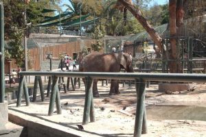 santiago-zoo-jardin-zoologico
